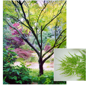 Acer Palmatum 'seiryu' - Maple (352x377), Png Download