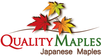 Qualitymaples A Logo, Monogram, Or Icon Draft - Lone Star College System (493x370), Png Download