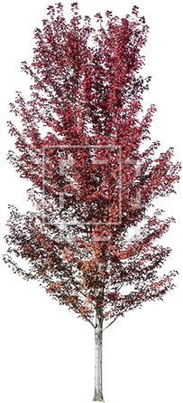 Cutout People - Swamp Maple (450x450), Png Download