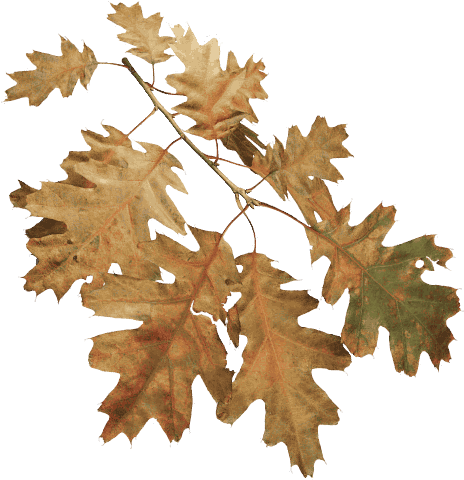 Red Oak - Oak (500x500), Png Download