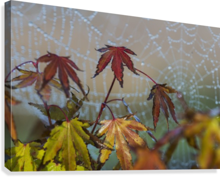 Japanese Maple Leaves Take On Autumn Colours With A - Astoria (429x344), Png Download