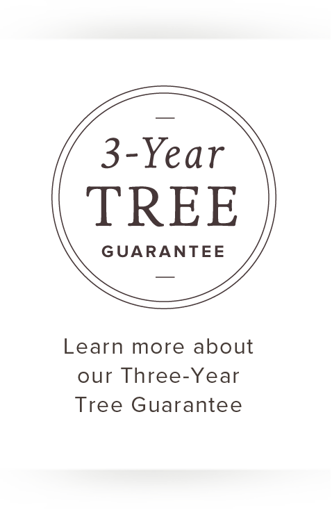 Bestsellers Japanese Maple - Erepublik (478x734), Png Download