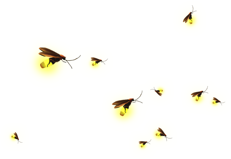 Clip Art Material Transprent Png Free Download - Fireflies Png (800x550), Png Download