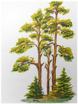 The Watercolor Of Pine Wood Isolated On White Poster - Watercolor Painting (400x400), Png Download
