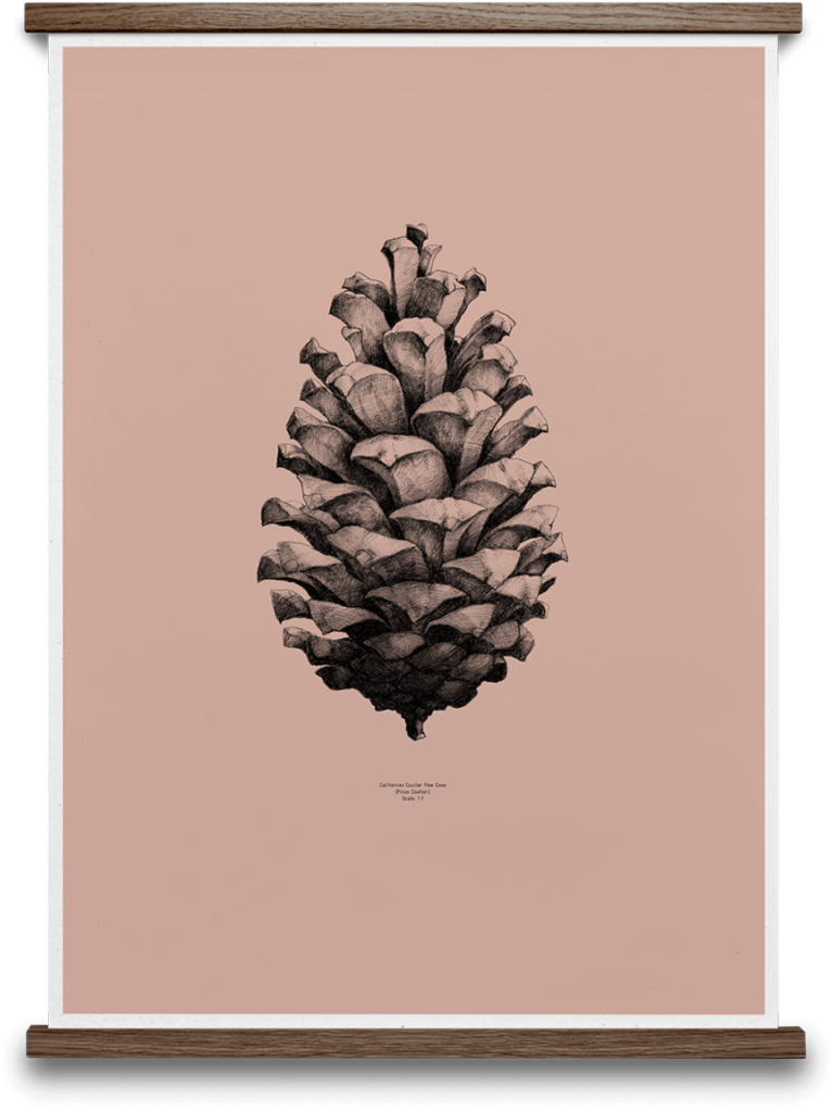Pine Cone Print, 50 X 70cm - Paper Collective 1:1 Pine Cone Poster White, 50x70 (450x596), Png Download
