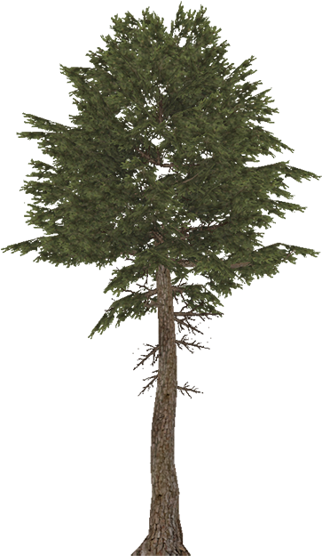 Maritimepine - Pine (700x698), Png Download