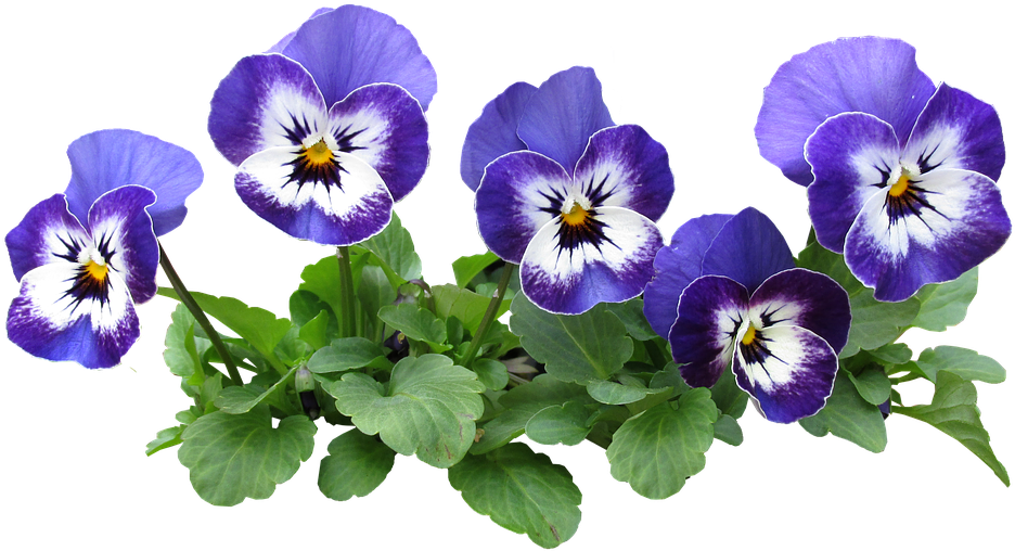 Png Pansy Flower (636x340), Png Download