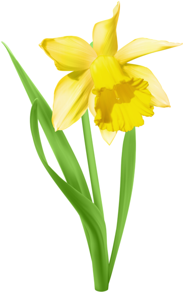 Daffodil Transparent (386x600), Png Download