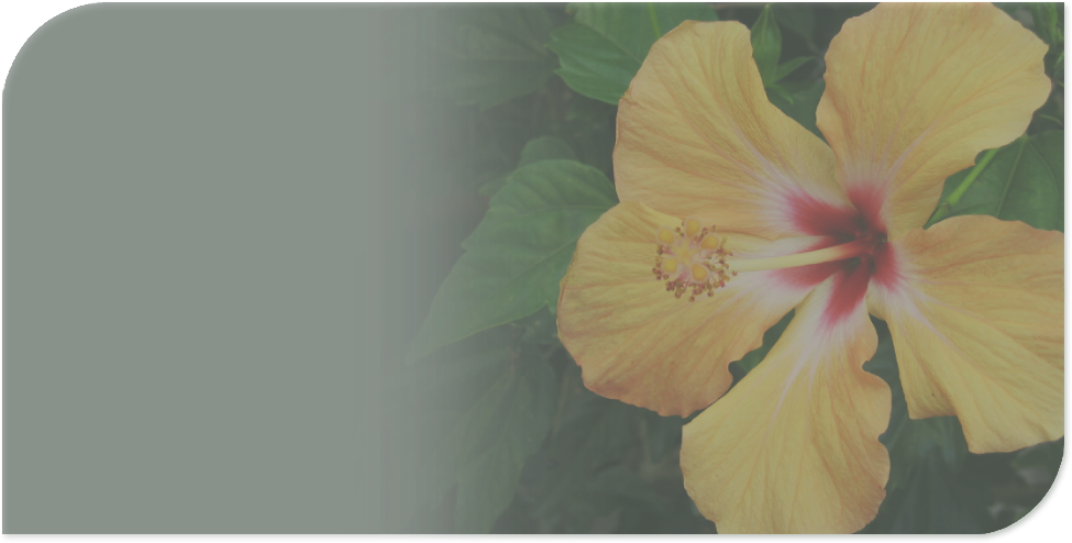 Whether Looking For A Solution For Drooping Dahlias, - Hibiscus Plant (980x504), Png Download