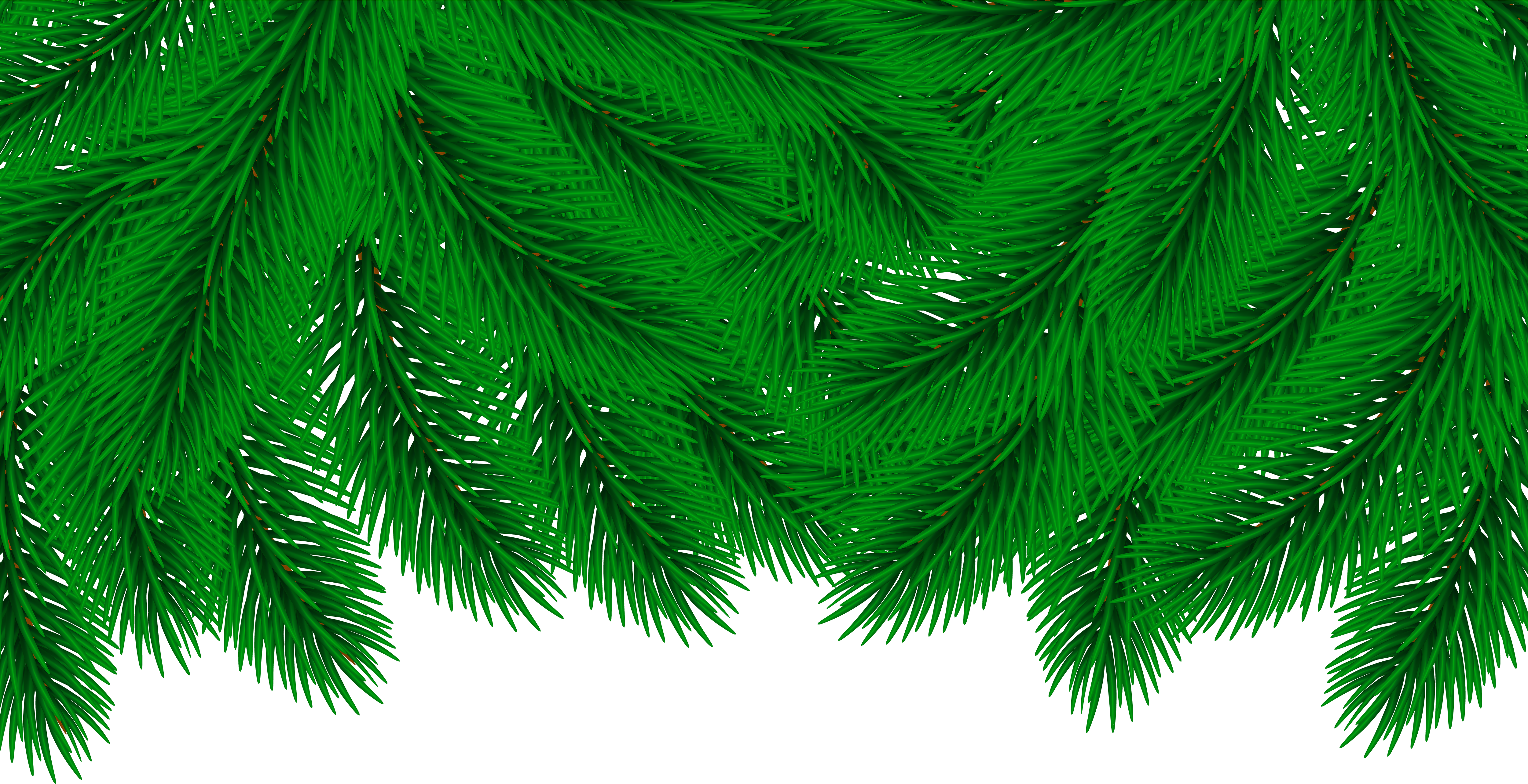 Pine Clipart Transparent - Attalea Speciosa (5000x2916), Png Download