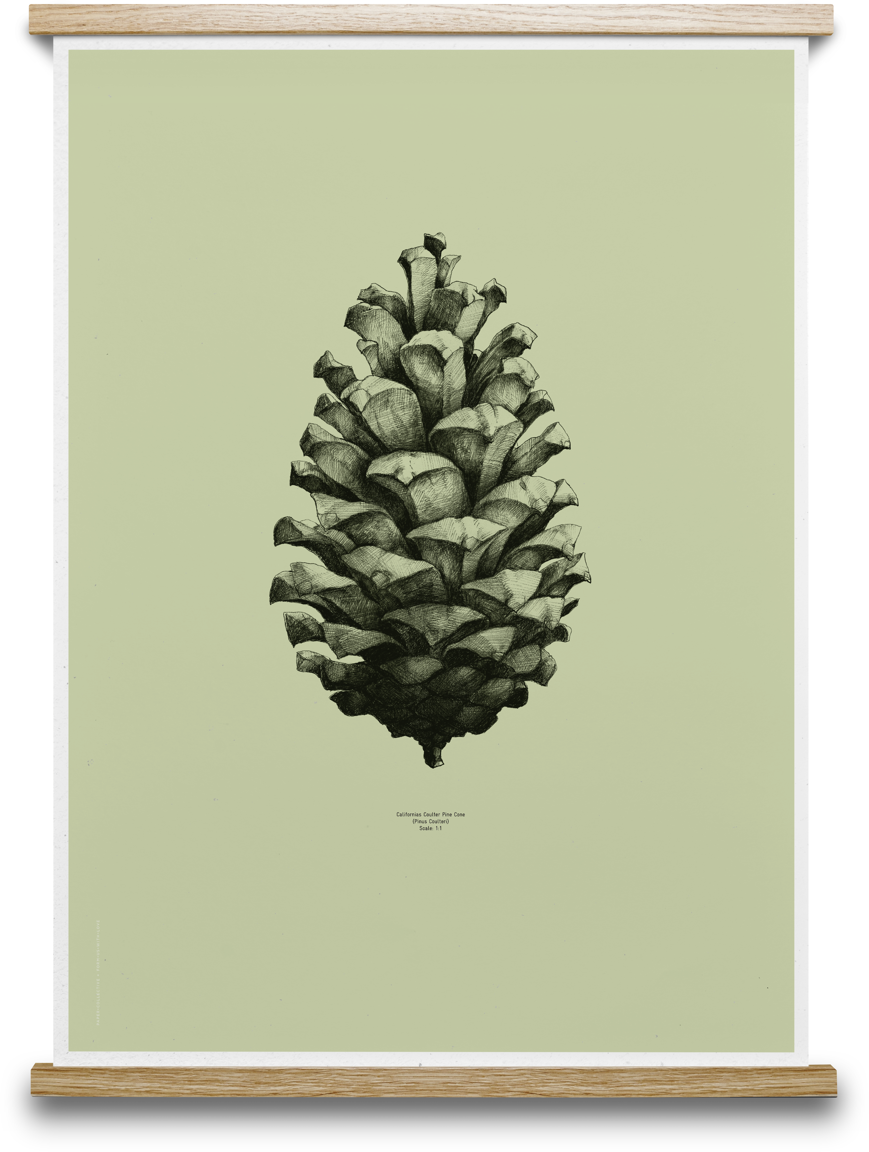 Acorn Drawing Pine Cone - Pomme De Pin Dessin (2772x3671), Png Download