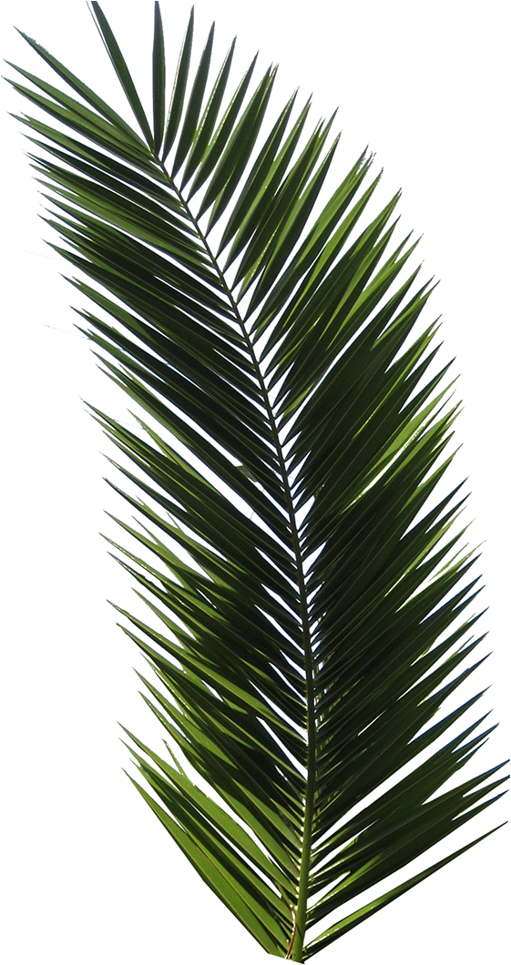 T Shirt Design Tropical (590x1115), Png Download