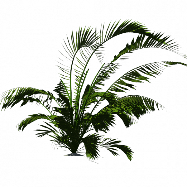 Tropical Plants Png Download - Tropical Plants Palm Png (600x600), Png Download