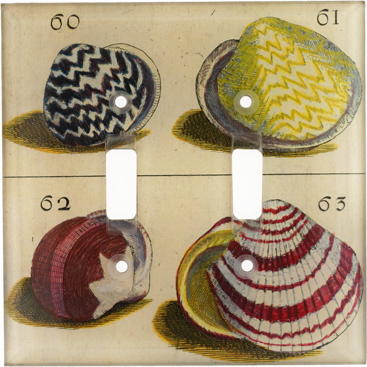 Shell (800x800), Png Download