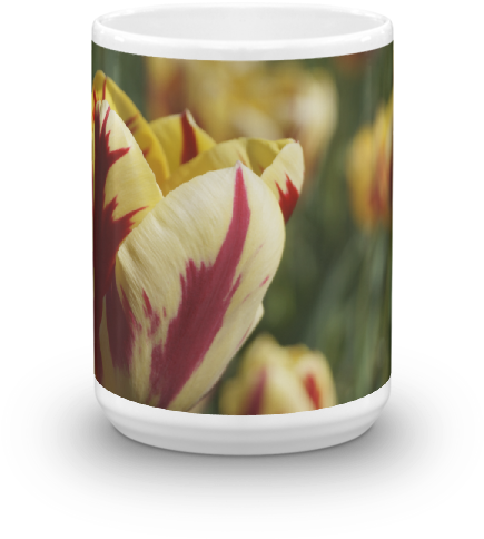 Tulip (600x600), Png Download