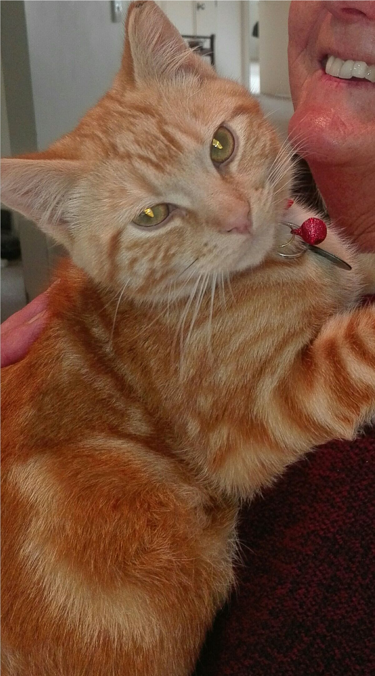 Sightings - Tabby Cat (2162x2162), Png Download