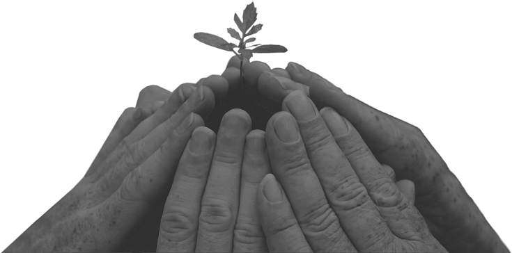 Tree (800x448), Png Download