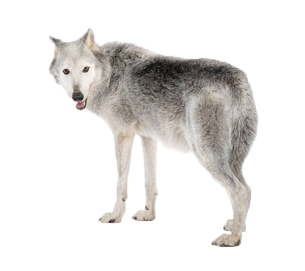 Wolf Png Picture - Mackenzie Valley Wolf Best (612x544), Png Download
