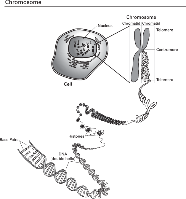 1 A Chromosome And A Fragment Of A Dna Molecule Source - National Human Genome Research Institute Chromosome (628x671), Png Download