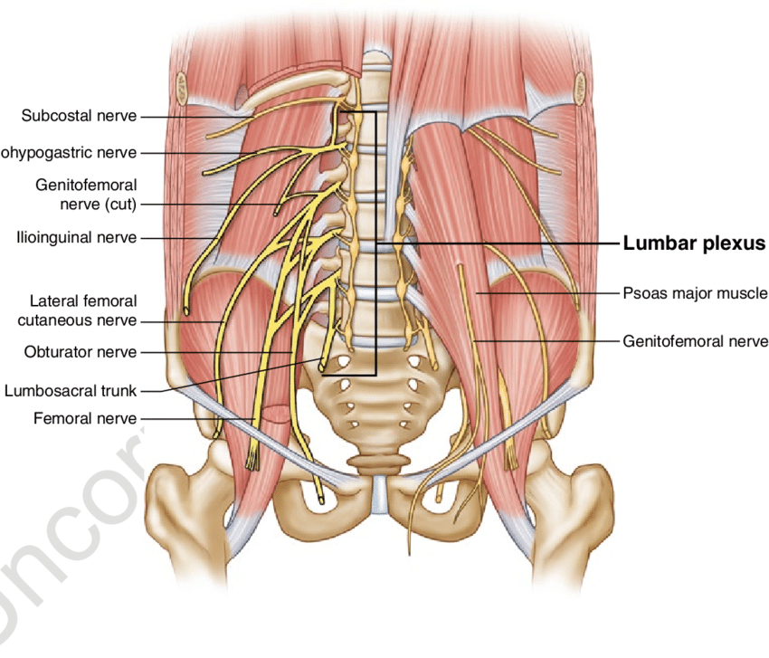4 Anatomy Of The Lumbar Plexus - Obturator Nerve In Pelvis (850x727), Png Download