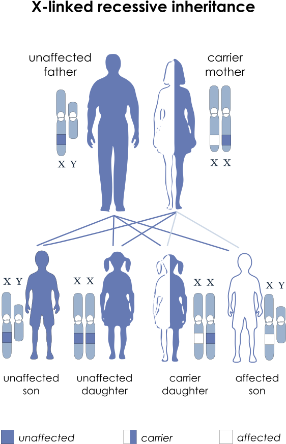 Autosomes Vs Sex Chromosomes - Sex Linked Recessive (600x911), Png Download