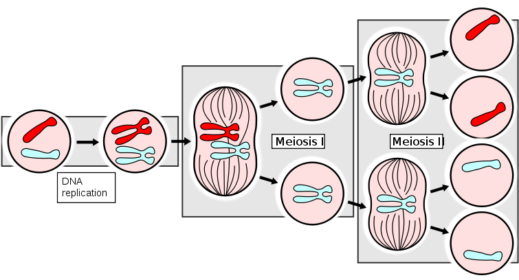 Ahsmediacenter - Pbworks - Com/f/meiosisapng - Mitosis Chromosome Number (780x420), Png Download
