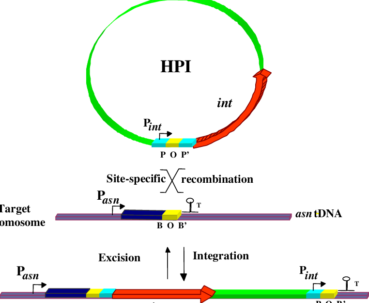 762 X 625 1 - Diagram (762x625), Png Download