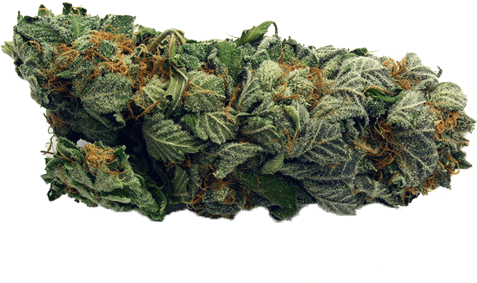 Marijuana Order Online - Got Bud (750x563), Png Download