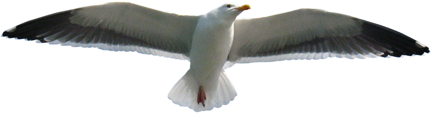 Aves Png - Great Black-backed Gull (1600x819), Png Download