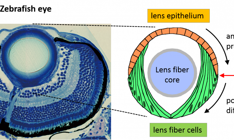 Development Zebrafish Eye (800x480), Png Download