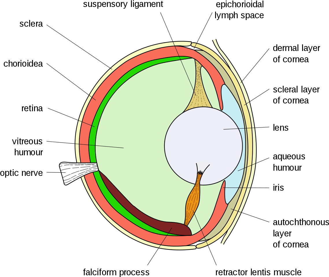 Bony Fish Eye Multilang - Eye (1235x1024), Png Download