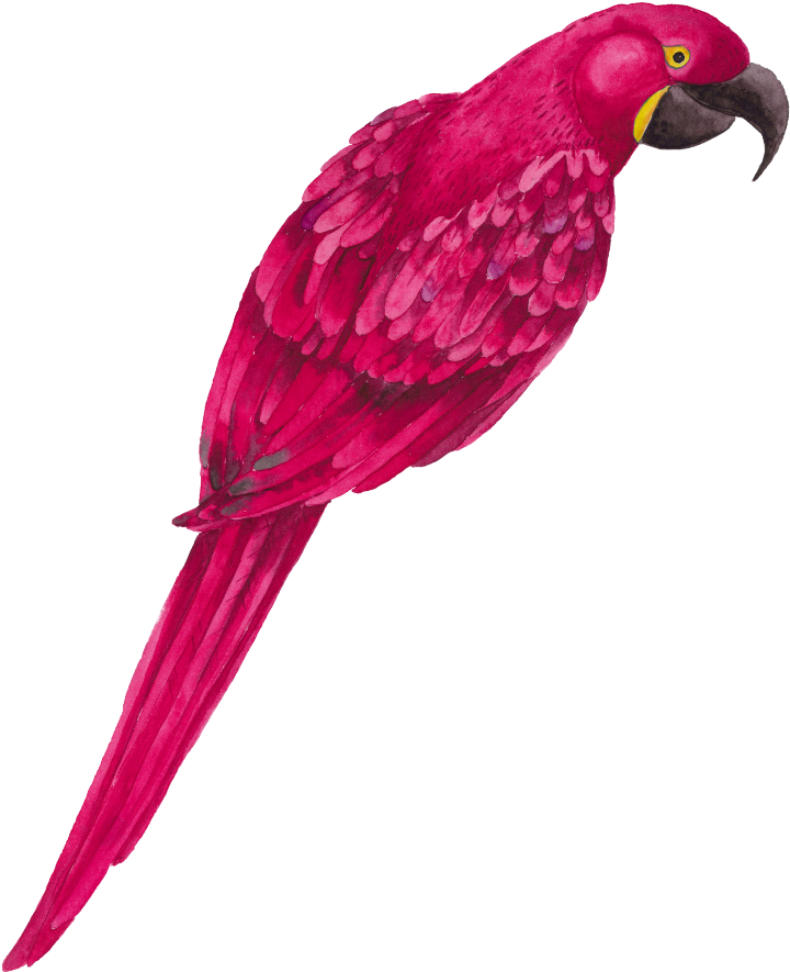 #mq #pink #parrot #bird #birds #animals - Macaw (1024x1024), Png Download
