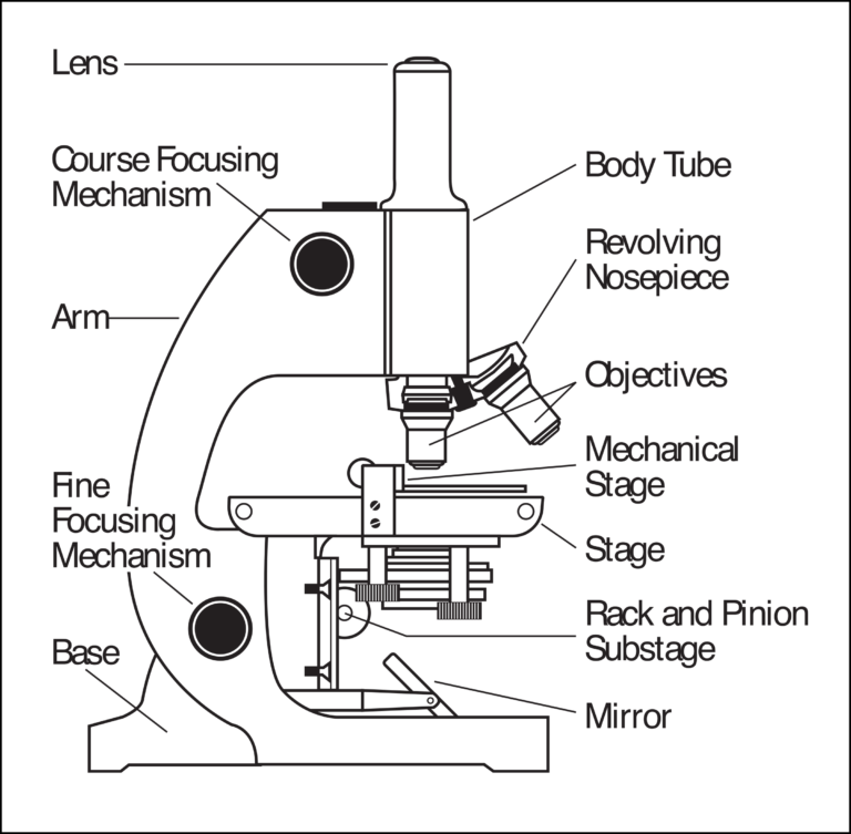 Parts Of A Microscope Clip Art (768x753), Png Download