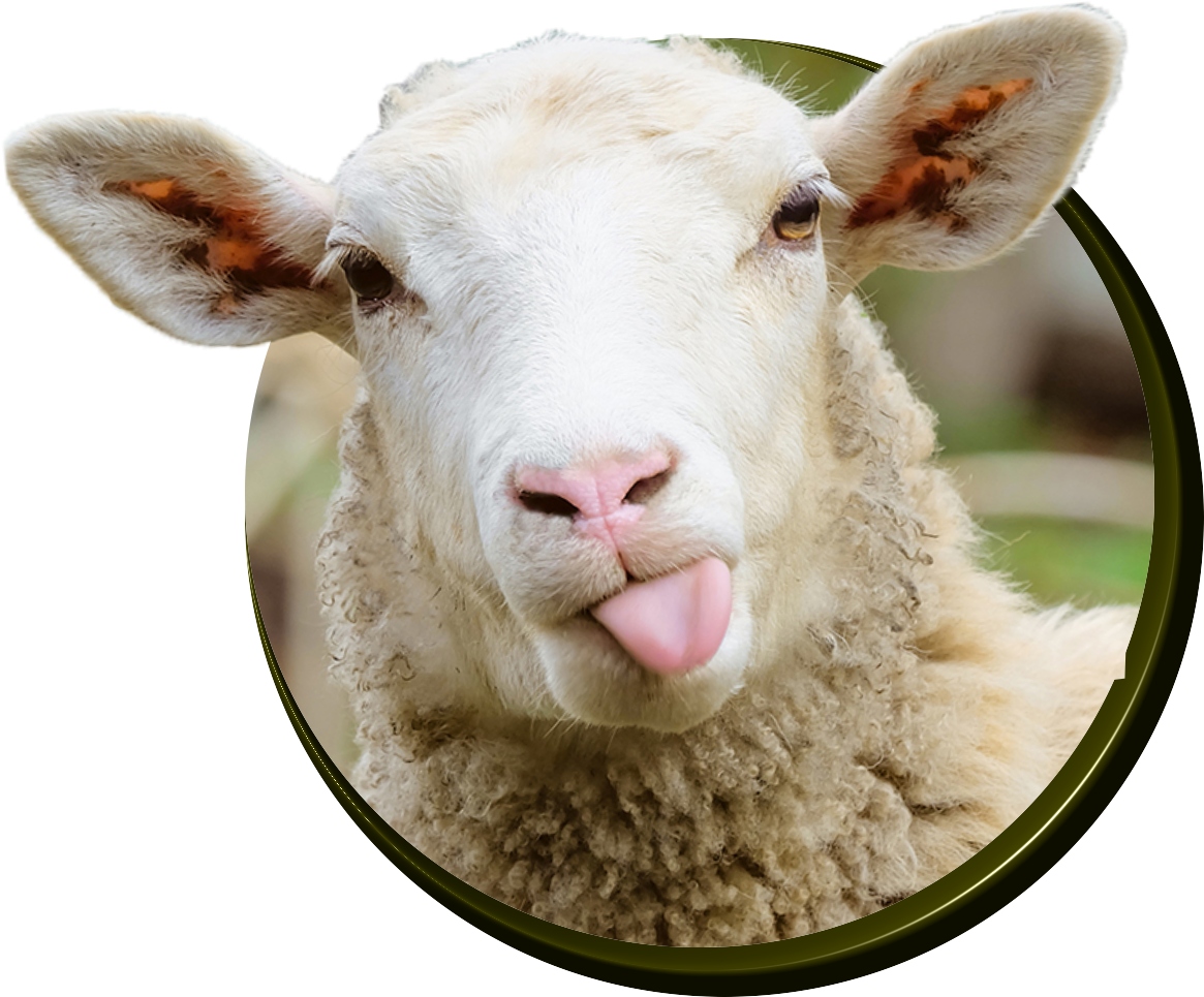 Sheep (1200x1200), Png Download