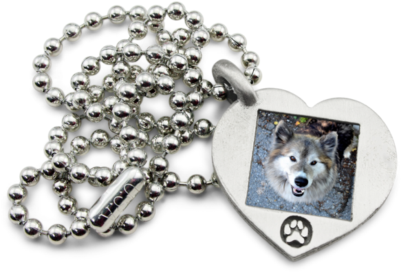 Alaskan Malamute (600x600), Png Download