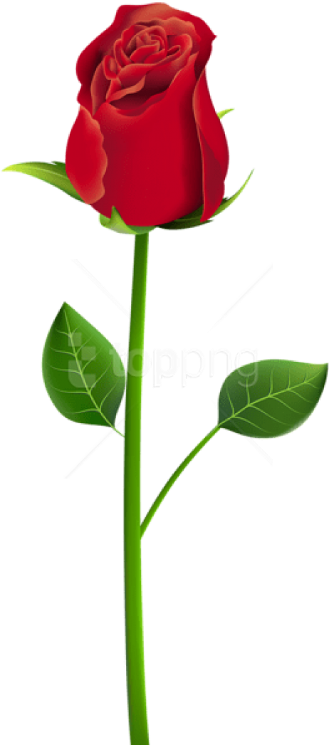 Download Rose Png Png Images Background - Rose Png For Picsart (480x1055), Png Download