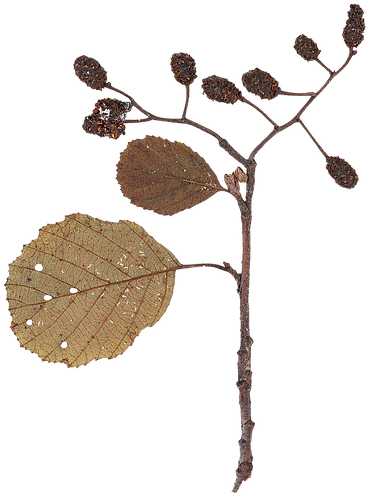 Dry Leaf - Hazel Alder (536x673), Png Download