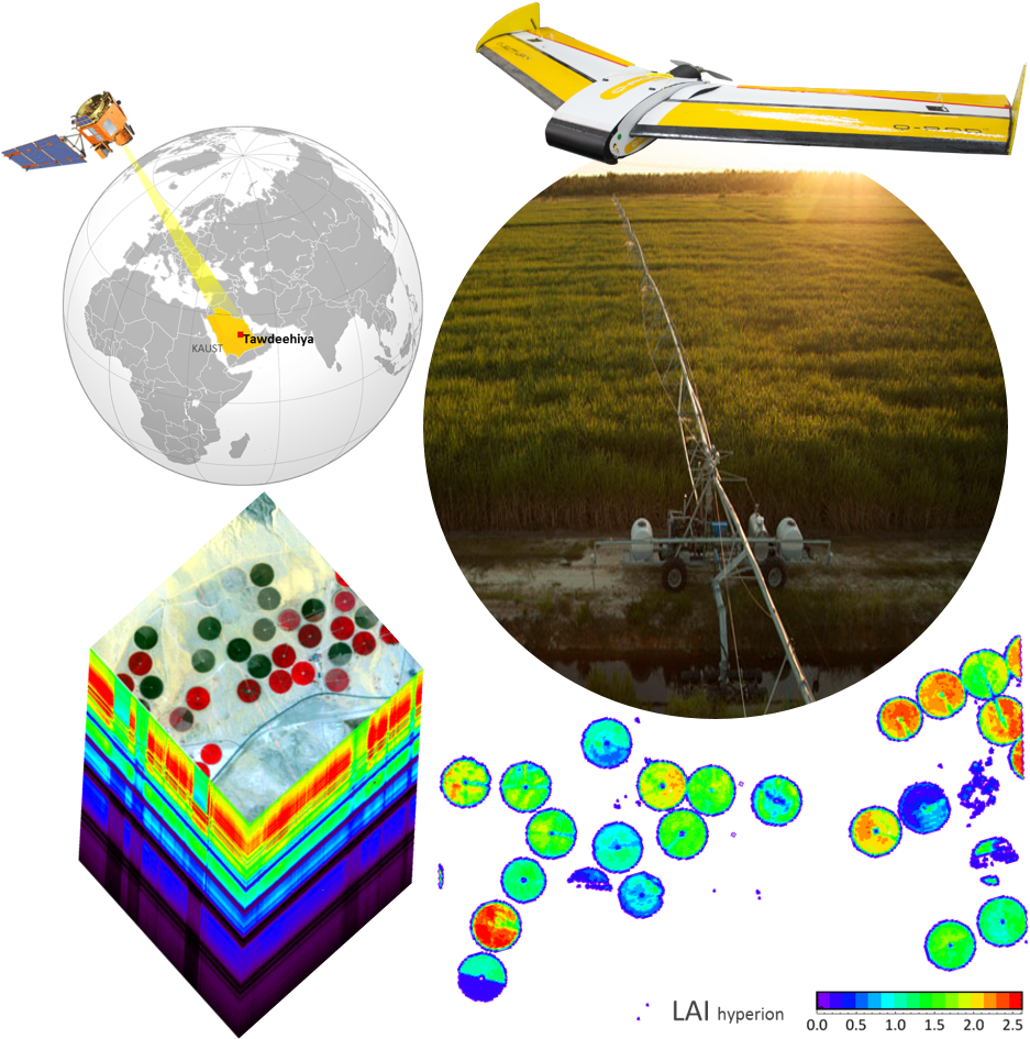 Leaf Area Index, Leaf Senescence, Biochemistry Of Pigments, - Circle (1031x1025), Png Download