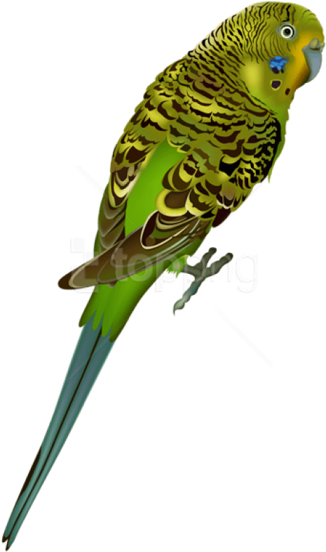 Free Png Download Budgie Bird Png Images Background - Parakeet Transparent (480x816), Png Download