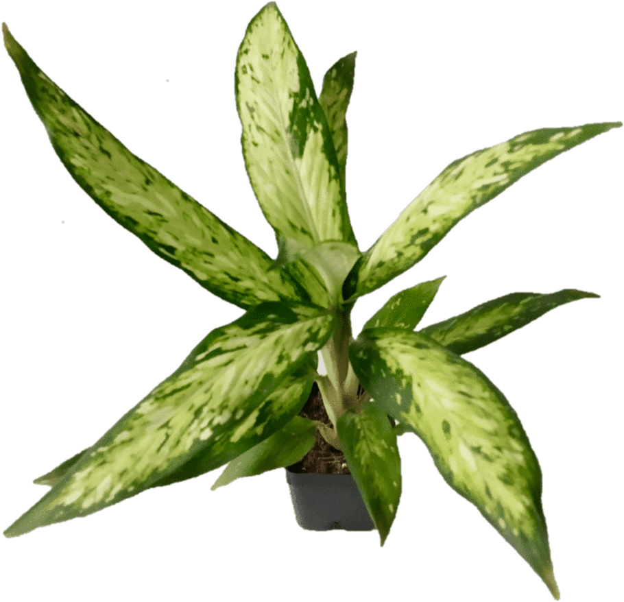 Agave (1024x985), Png Download