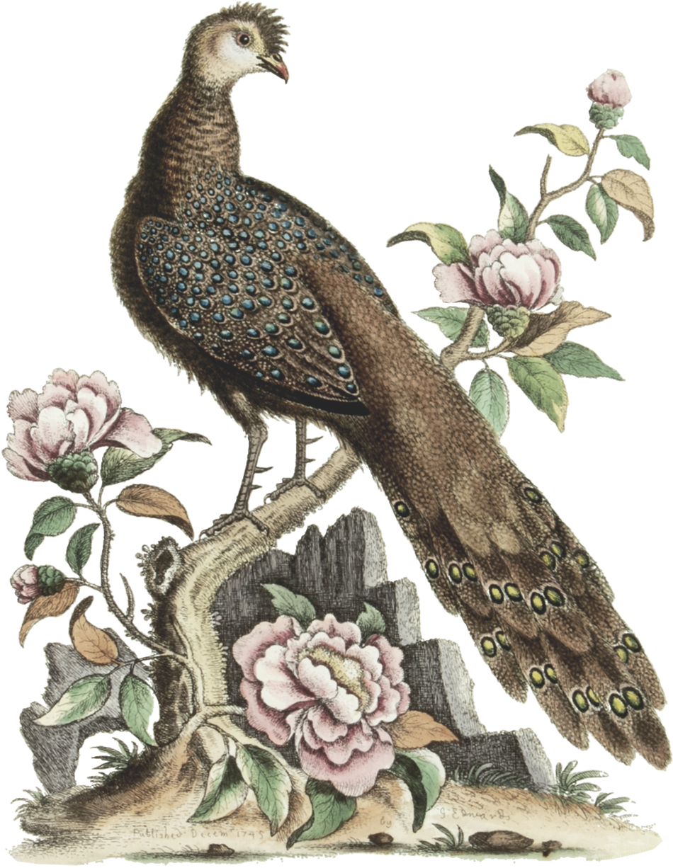 Peackock Sticker Edit - Buzzard (1000x1296), Png Download