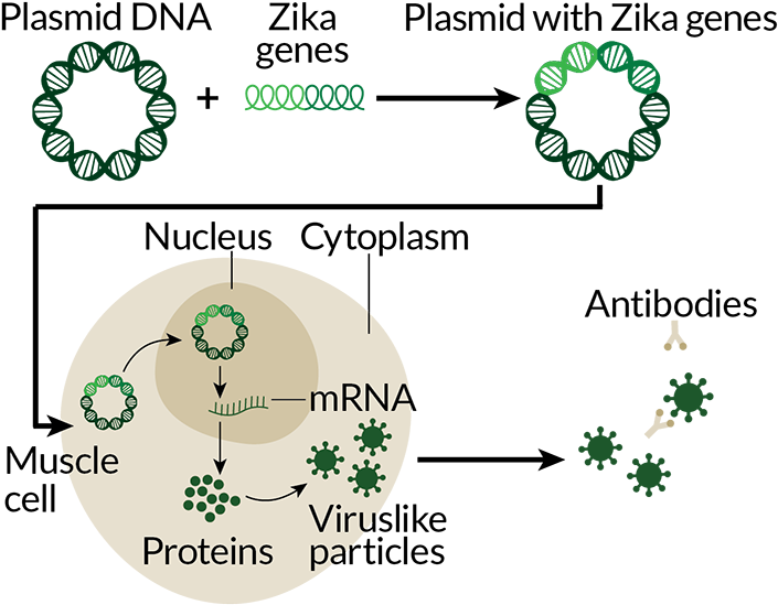 Zika Dna Vaccine Process - Zika Virus Dna Vaccine (730x573), Png Download