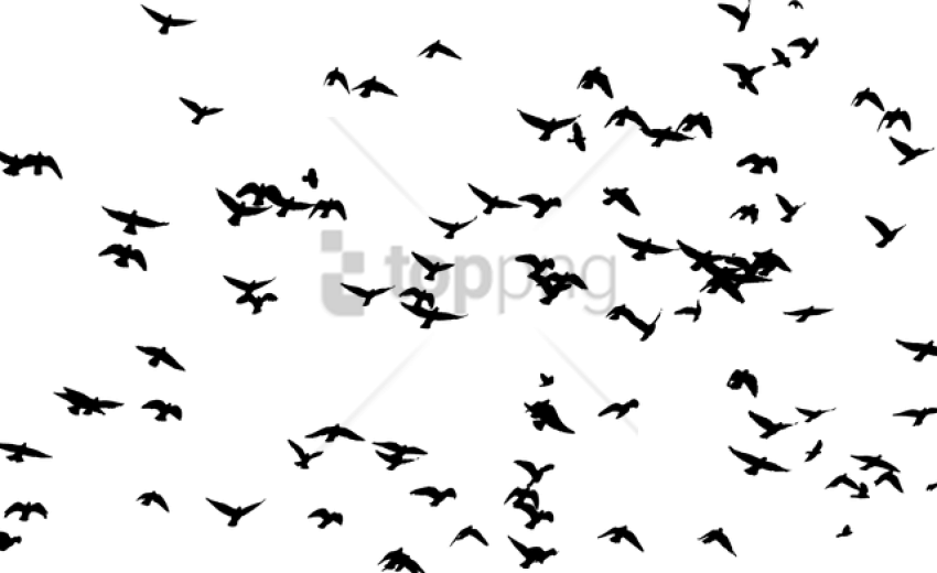 Free Png Flock Of Birds Silhouette Png Image With Transparent - Flock Of Birds Png (850x520), Png Download