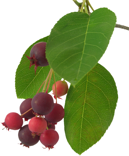 Saskatoon Berries - Saskatoon Berry Leaf (534x643), Png Download