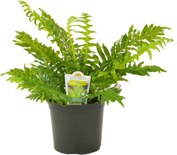 150mm Silver Lady Fern - Zz Plant (800x800), Png Download