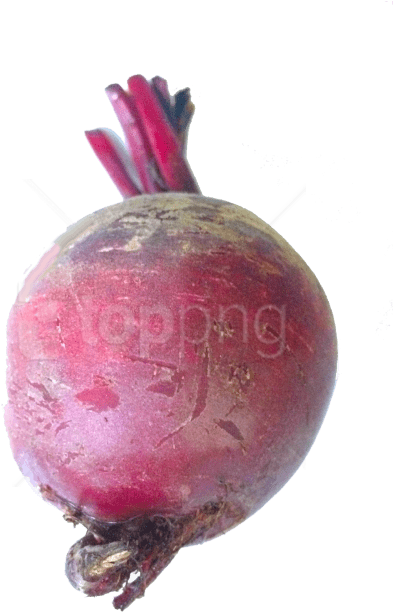 Free Png Images - Common Beet (481x665), Png Download