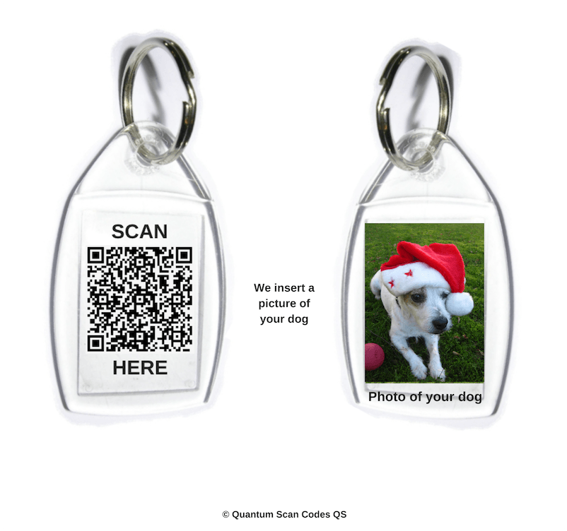 Dogo Argentino (940x788), Png Download