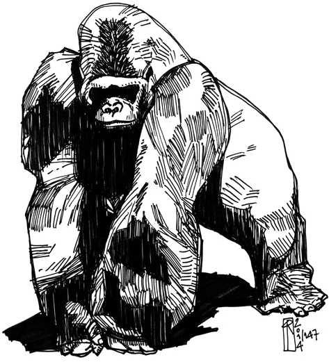 564 X 772 15 - Gorilla Sketch (564x772), Png Download