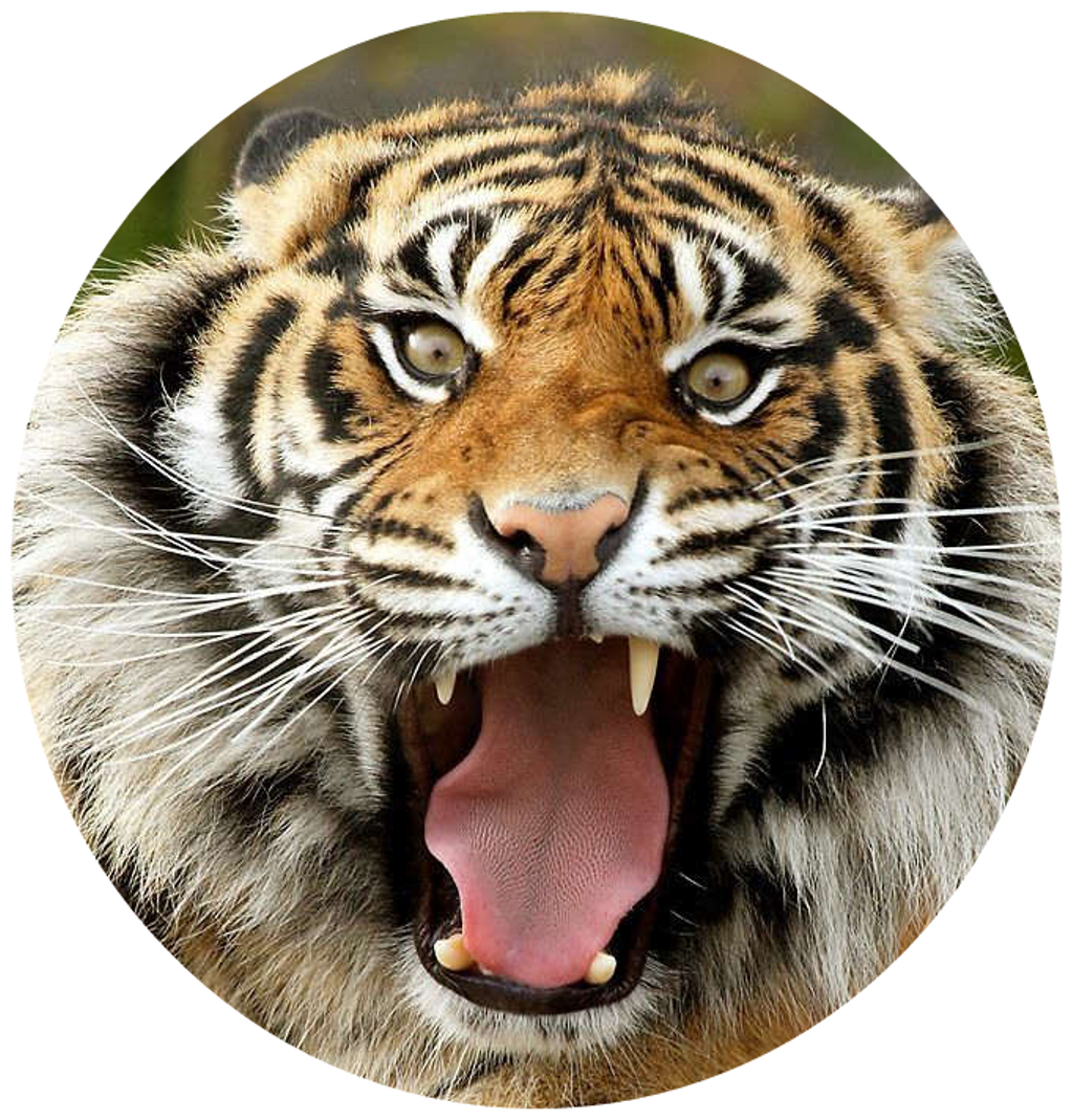 Point Defiance Zoo & Aquarium (1024x1069), Png Download