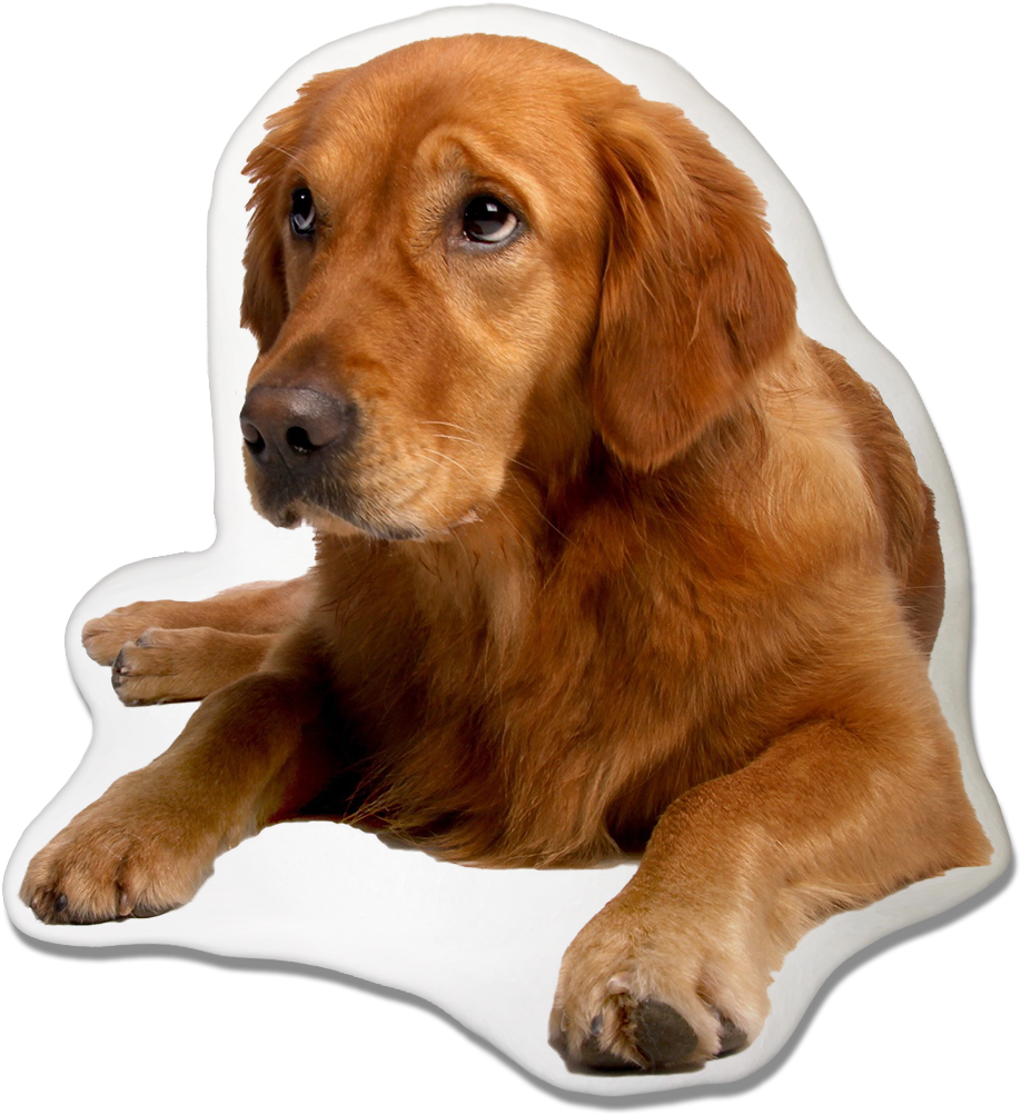 Golden Retriever Dog Pillow - Golden Retriever With Labrador (1000x1333), Png Download
